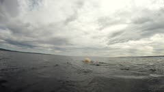 Lone Male Bear Swimming, Diving, Surface, &amp; Swims through Sun At Horizon