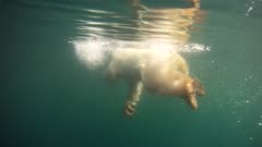 Above Water &amp; Underwater Polar Bear Dives &amp; Swims