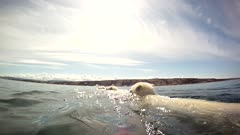 Underwater &amp; Above Water of Mother Polar Bear &amp; Twin Cubs Swimming in Open Water