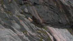 Polar Bear Climbing Steep Cliff 