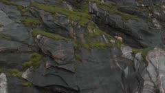 Polar Bear Climbing Steep Cliff 