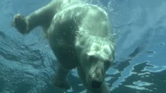 Underwater Diving &amp; Swimming Lone Polar Bear Open Water