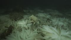 California Market Squid (Doryteuthis opalescens) mating