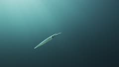 Two Lone Market Squid swimming in water column