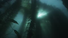 Giant Kelp Forest • Macrocystis pyrifera