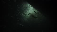 California Market Squid (Doryteuthis opalescens) mating