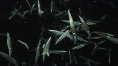 California Market Squid spawning; one female gripped by several males, one with red tentacles warning competing males to back off