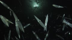 California Market Squid spawning; one female gripped by several males, one with red tentacles warning competing males to back off