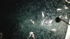 Aerials of California Market Squid gathering at ocean surface at night