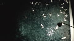 Aerials of California Market Squid gathering at ocean surface at night