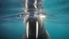 SFR589722 - HD Walrus underwater footage (Polar Bear masters already available).  Masters for Walrus shots are 1280x720.