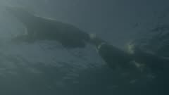 SFR589722 - 4K Polar Bear underwater footage low res preview