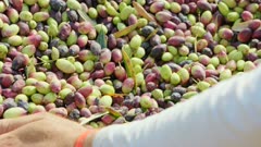 Olive harvest in an olive plantation 