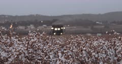 Cotton picker working in a cotton field during sunset