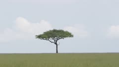AFRICAN SAVANNA LANDSCAPE WITH ONE ACACIA TREE DAYTIME