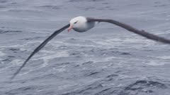Black browed Albatross_flying in open ocean.Slow motion