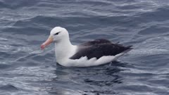 Black-browed albatross floating in open ocean