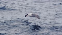 Black-browed albatross flying over open ocean