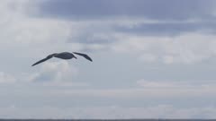 Black-browed albatross flying over open ocean