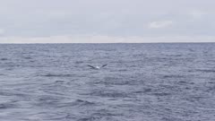 WANDERING ALBATROSS landing on water in open sea.Distant view