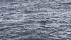 WANDERING ALBATROSS. Floating in open water. Distant shot