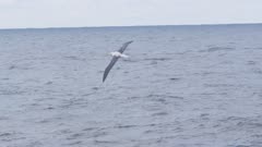 WANDERING ALBATROSS. Flying in open water. Distant shot