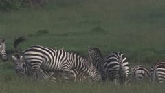 Zebras fighting_Masai Mara_002