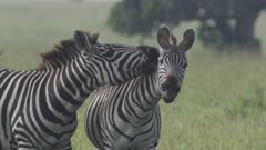 Zebras fighting_Masai Mara_003