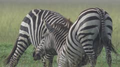 Zebras fighting_Masai Mara_005