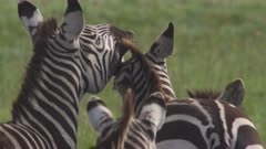 Zebras fighting_Masai Mara_006