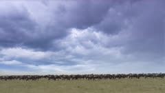 Masai Mara. Timelapse Storm clouds over a herd of Wildebeest.. Windy.