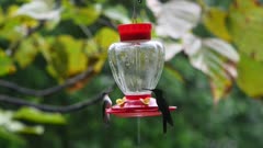 A busy hummingbird feeder in Ecuador surrounded by hummingbirds coming in to feed, at least 5 species are represented in the clip