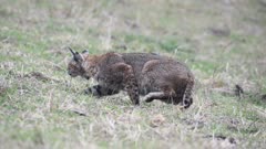 Successful hunting sequence, a bobcat (Lynx rufus) in ambush stalking forward until it pounces and captures a botta's pocket gopher (Thomomys bottae) the cat holds its prey in its mouth looks around and walks nearby to lay down and eat