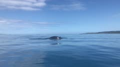 humpback whales surface