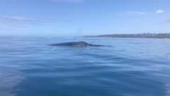 humpback whales surface underwater
