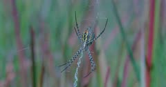 Garden Orb Spider on web