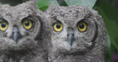 Spotted Eagle Owl chicks