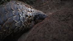 Ground Pangolin (Smutsia temminckii) searching for ants and termites