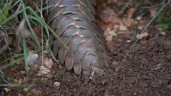 Ground Pangolin (Smutsia temminckii) searching for ants and termites