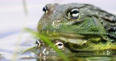 Giant Bullfrog (Pyxicephalus adspersus) mating in a breeding pan