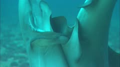 White Tip Shark Mating - The Final Event
