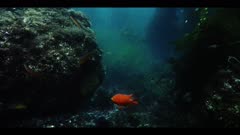 Male Garibaldi guarding nest & eggs on algae patch, chases away a (slender orange) Senorita fish, (Oxyjulis californica)