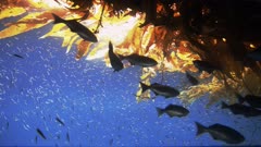 Marine Plants & Fish Stock Footage
