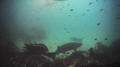 Six gill sharks near California coast. (Hexanchus griseus). Bull kelp (Nereocystis luetkeana). Sandy seafloor also visible. Kelp forest (Macrocystis pyrifera) beyond. Pacific Ocean. North America West Coast. Healthy environment.