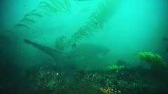 Six gill shark (Hexanchus griseus) swims over California reef. Several large Sheep head fish (Semicossyphus pulcher). Kelp forest (Macrocystis pyrifera) and Bull kelp (Nereocystis luetkeana). Golden gorgonian sea fans (Muricea californica) soft coral (Alcyonacea) waving in current. The water is thick with rich planktonic life, healthy environment.  Pacific Ocean. North America West Coast.