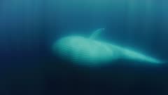 RARE  full body view of a blue whale (Balaenoptera musculus), underwater, feeding on krill.  In Pacific Ocean near San Diego, California, the sub species name is (Balaenoptera musculus musculus). This baleen whale has scooped up a mouthfull of krill (Euphausia pacifica), see the whale begins upside down with fully expanded throat pleats — the pleats appear pale. And then the whale rolls upright slowly and swims on. The water has many particles in it, those are the abundant krill, on which the whale is feeding. Krill are most obvious in the top right corner of the frame, with sunlight on them, near the end of the footage. Healthy ocean. Baleen whale feeding on krill. Marine mammal. Plankton. North America West Coast.