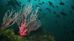 Underwater California reef. Large school of Opal eye fish (Girella nigricans) swim in Pacific Ocean. Bull kelp (Nereocystis luetkeana). Sea fan or gorgonian (Lophogorgia chilensis) and other soft corals (Cnidaria). Healthy reef. 