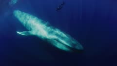 RARE  full body view of a blue whale (Balaenoptera musculus), underwater, the whale passes under a human swimmer which makes good perspective for size of the whale. (Swimmer has fins and snorkel but NO TANK, not scuba.) See entire length of this rare blue whale, including face and eye and blowholes (nostrils) and the whole body and tiny dorsal fin and tail. The whale left a “footprint” of white bubbles at the surface of the ocean, where it last took a breath. Pretty ocean surface, reflective, seen from below. This baleen whale is attracted by krill (Euphausia pacifica) in the water, they are the little pink bits passing by in upper corners of the frame. Where krill catch the light, they are slightly pink. The water has many particles in it, this is the abundant krill or plankton. Good long shot, at the end, see the blue whale passes under a different person floating at surface, the human is near a small boat.  Healthy Ocean. North America West Coast.