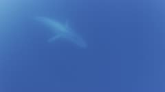 RARE, footage of a blue whale (Balaenoptera musculus) passing by underwater, the entire body and shape of the whale is seen, lit by natural sunlight. At first the whale’s mouth is agape. The entire whale is better seen after it finishes passing through a cloud of krill (Euphausia pacifica). Mysterious, pale blue, see how this whale gets its name BLUE whale. Moody shot.  The whale has followed krill food (Euphausia pacifica) up out of the deep ocean. The water is thick with krill and nutrients, making it hazy. In Pacific Ocean near San Diego, California, summer. Pretty blue water. The elegant ocean surface can be seen from below, throughout the shot. Baleen whale feeding on krill. Marine mammal. Plankton. North America West Coast.