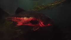 Giant sea bass (Stereolepis gigas) and calico bass (Paralabrax clathratus) swim wild in giant kelp (Macrocystis pyrifera) and bull kelp (Nereocystis luetkeana) forest. (The moments of red reflections are NOT accurate color of the sea bass.) California Channel Islands.  North America West Coast.